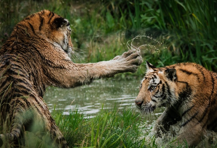 Tigar na obali reke napada tigra u vodi