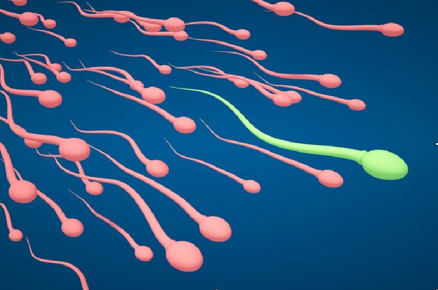 Mnoštvo nežno crvenih spermatozoida i jedan zeleni koji je najbrzi