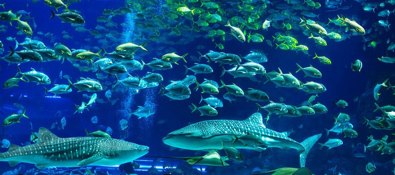 U morskim dubinama plivaju dve velike ribe i mnoštvo manjih