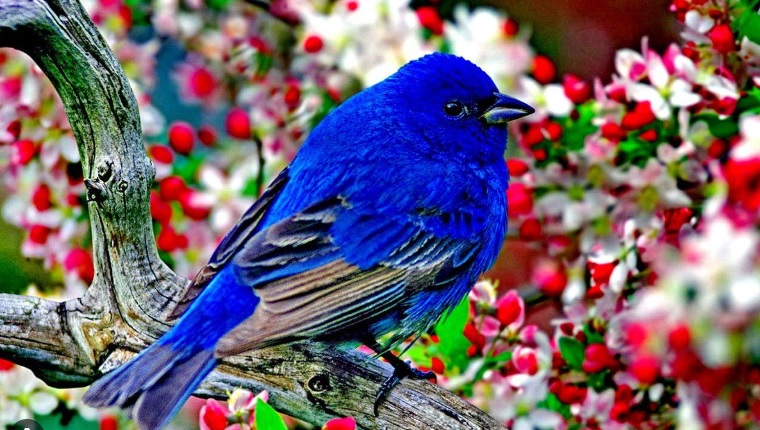 Ptica tanboplavog perja sedi na suvoj grani okruzena ucvetalim granama