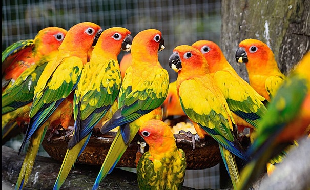 Jato crvenoglavih ptica zutozelenog perja stoji na grani