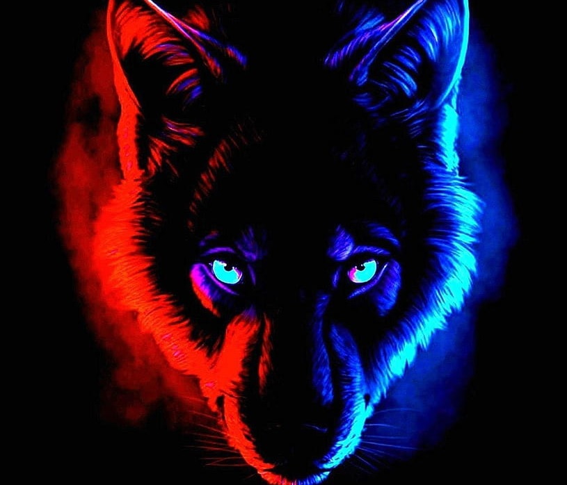 Glava vuka s desne strane osvetljena crveno a s leve plavom svetloscu