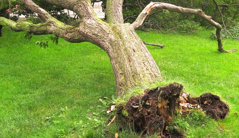 Suvo drvo delimično iscupano iz zemlje nagnulo se i skoro dodiruje zelenu travu