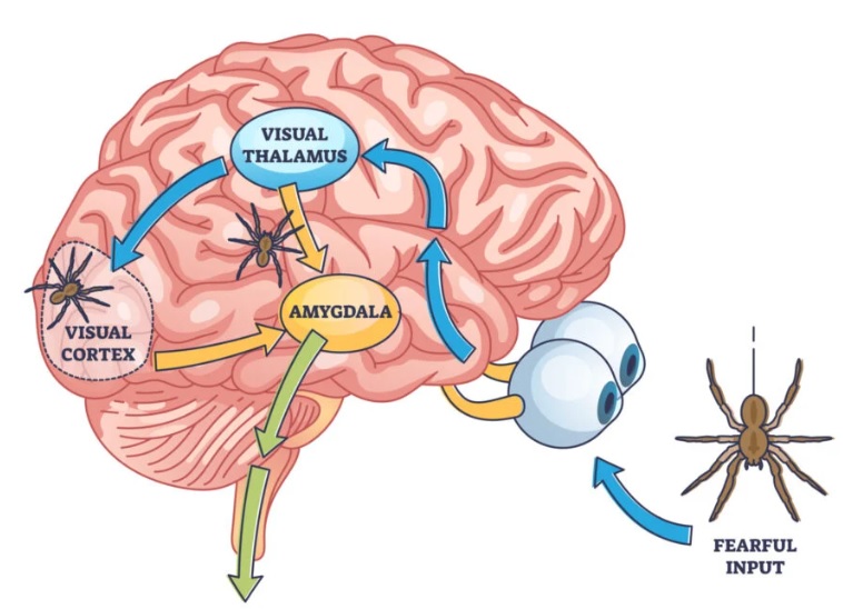 Crtez mozga koji ima oci koje gledaju pauka i strelicama ucrtan put impulsa straha