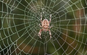 Veliki pauk lezi u sredini pravilno ispletene paukove mreze