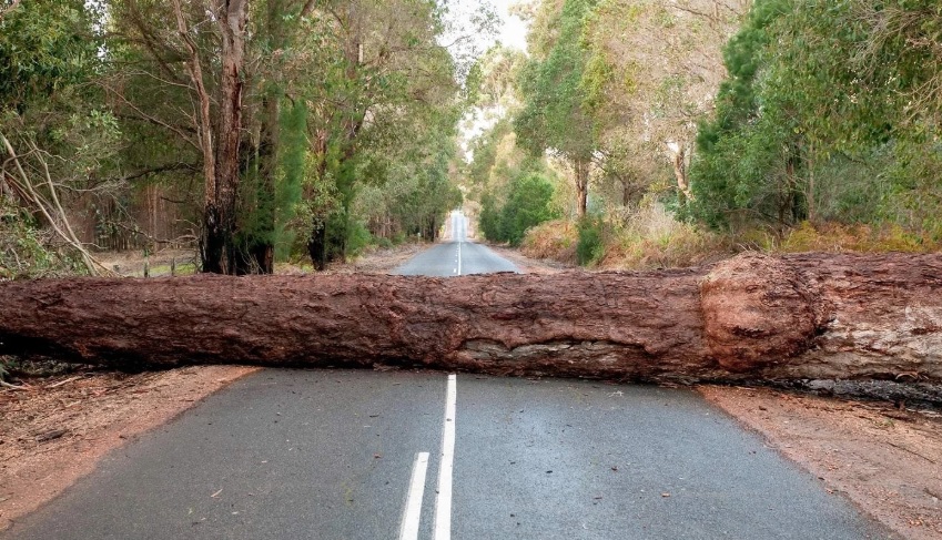 Veliko deblo leži preko asfaltiranog sumskog puta okruzen zelenim drvecem