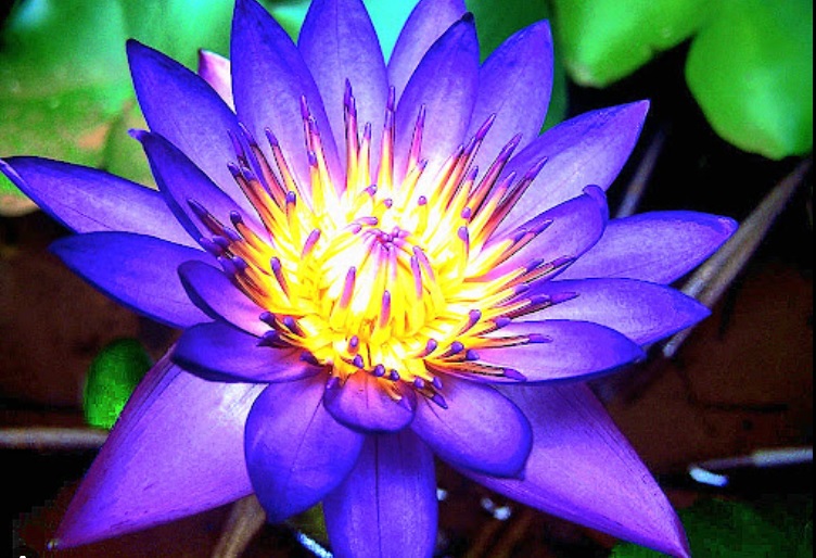 Otvoreni cvet lotosa plavih latica i zute sredine okruzen zelenim listovima