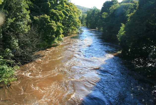 Između gustog zelenog drveća teče uzburkana reka