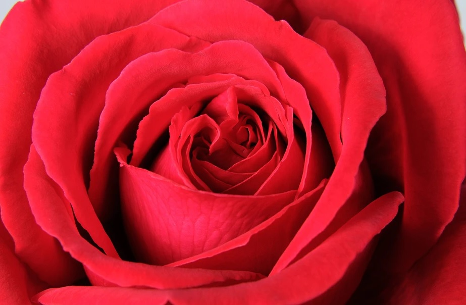 Ucvetala jarko crvena ruža