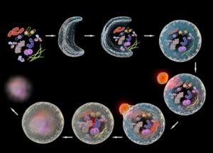Na crnoj podlozi crtez procesa autofagije